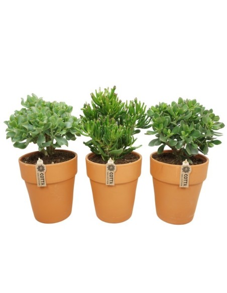 CRASSULA MIX IN TERRACOTTA M17