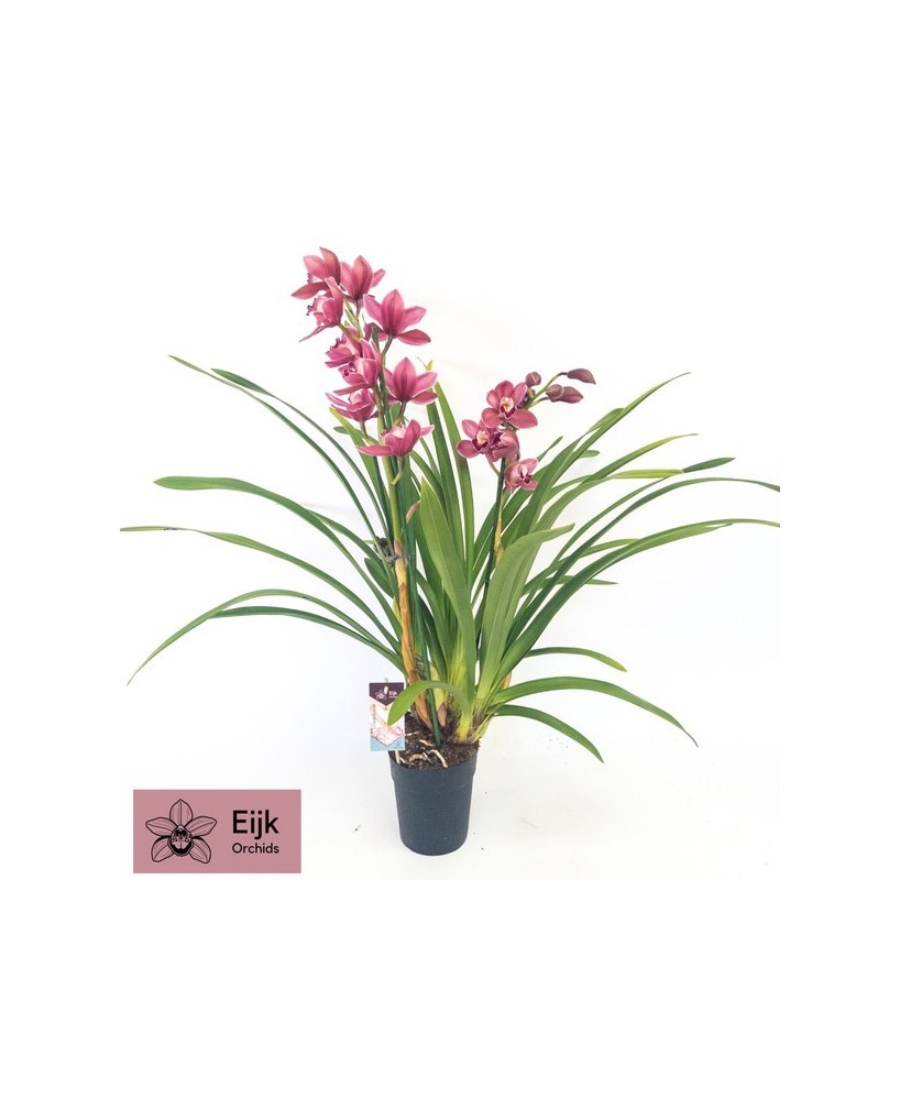 CYMBIDIUM MIDI 2T M14 ROSA OSCURO