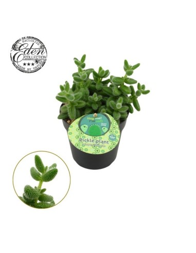 Delosperma Echinatum Englisch M12 suculenta resistente para jardines y terrazas