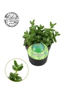 Delosperma Echinatum Englisch M12 suculenta resistente para jardines y terrazas
