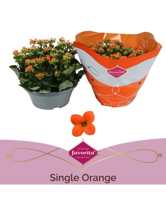 Kalanchoe Bloss Single Flower Planta Suculenta con Flores Naranja en Maceta 10.5 cm