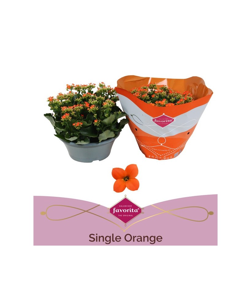 Kalanchoe Bloss Single Flower Planta Suculenta con Flores Naranja en Maceta 10.5 cm