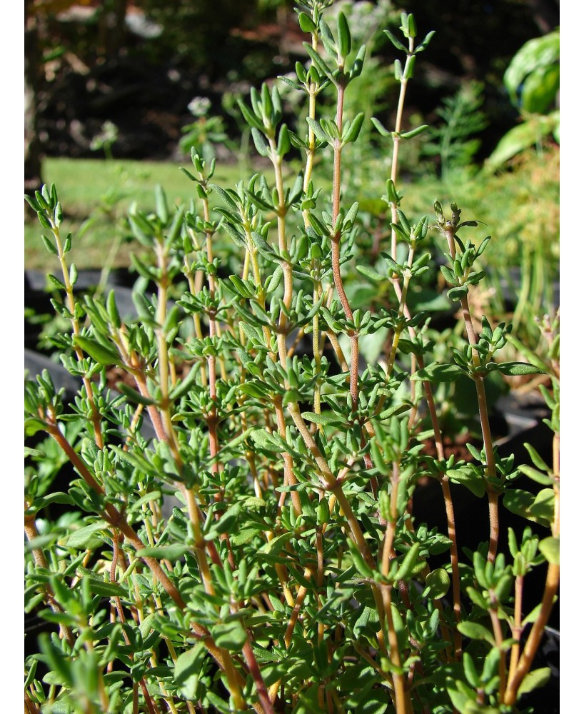Tomillo M13: Planta Aromática Resistente con Propiedades Medicinales | Endanea Garden

