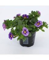 Calibrachoa - Flores Vibrantes y Fácil Cuidado para Jardines y Balcones

