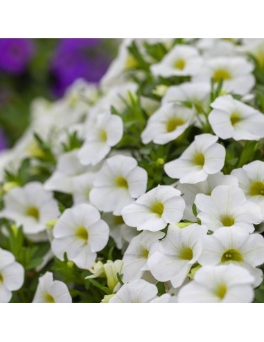 Calibrachoa - Flores Vibrantes y Fácil Cuidado para Jardines y Balcones

