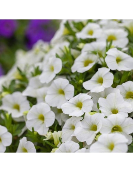 Calibrachoa - Flores Vibrantes y Fácil Cuidado para Jardines y Balcones

