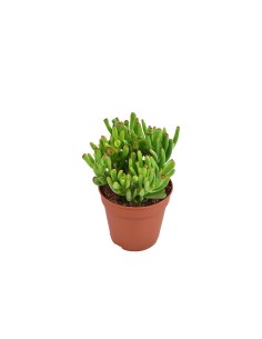 CRASSULA OV HOBBIT M15