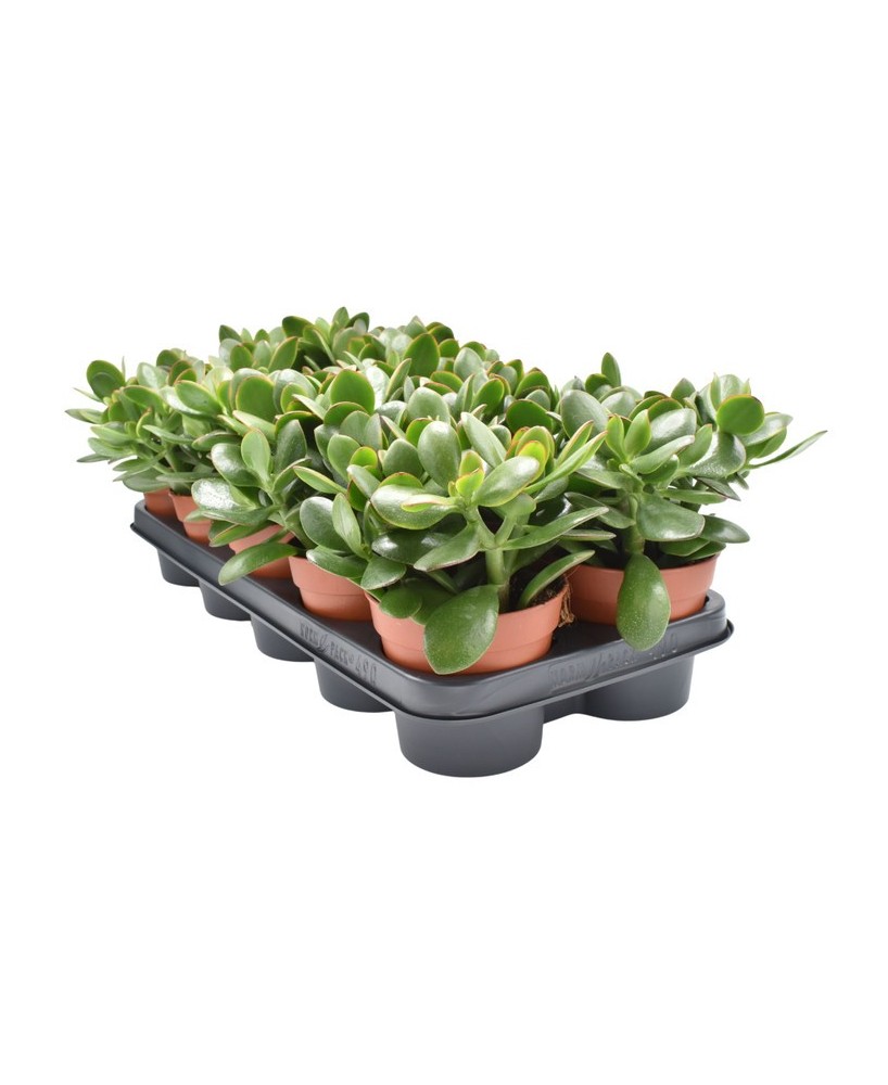 CRASSULA OV SUNSET M17