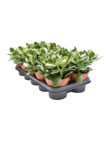 CRASSULA OV SUNSET M15