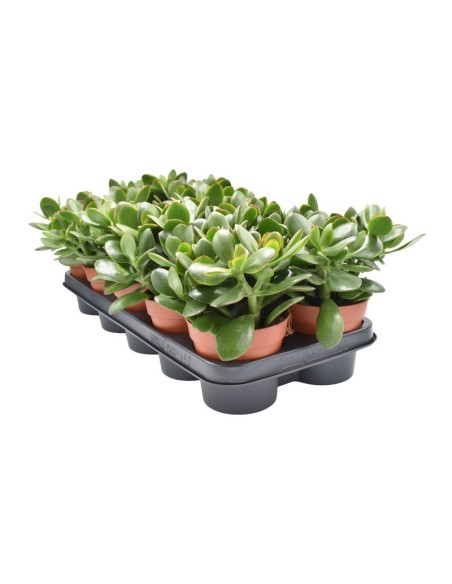 CRASSULA OV SUNSET M15