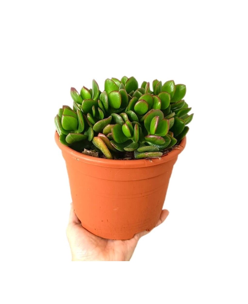 CRASSULA OVATA M15