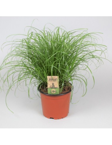 CYPERUS ALT ZUMULA M12