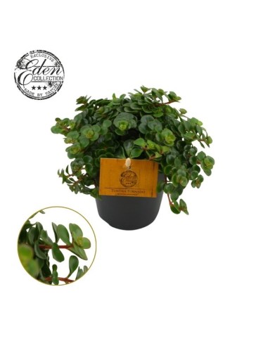 Sedum Mak Kosmoje suculenta resistente fácil cuidado para interiores y exteriores

