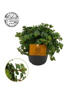 Sedum Mak Kosmoje suculenta resistente fácil cuidado para interiores y exteriores

