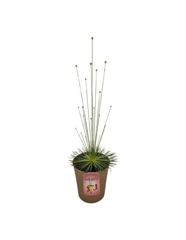 SYNGONANTHUS CHRYS. MIKADO M9