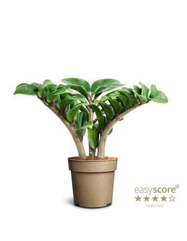 Zamioculcas Zamiifolia Planta ZZ | Resistente y Elegante para Interiores | Endanea Garden

