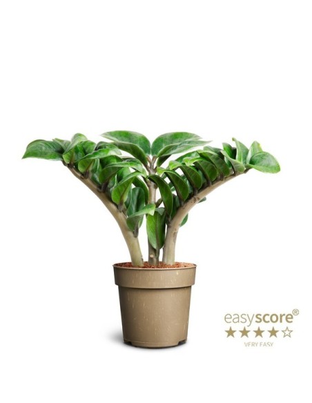 Zamioculcas Zamiifolia Planta ZZ | Resistente y Elegante para Interiores | Endanea Garden

