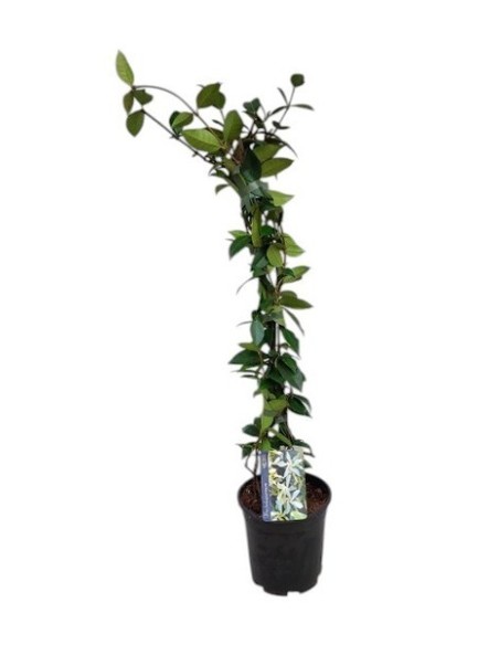 TRACHELOSPERMUM JASMINOIDES M15 BLANCO