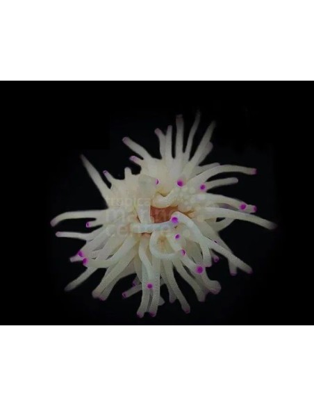 CONDYLACTIS SPP  ME