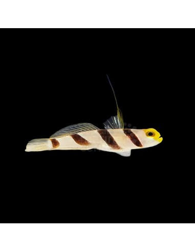 STONOGOBIOPS XANTHORHINICUS SM