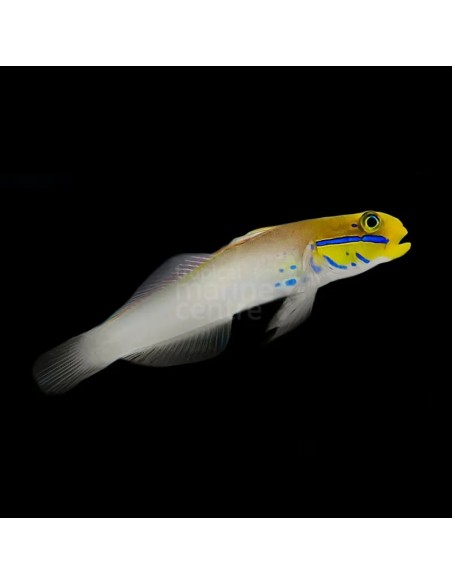 VALENCIAENEA STRIGATA AFRICA M