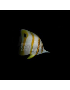 CHELMON ROSTRATUS ME