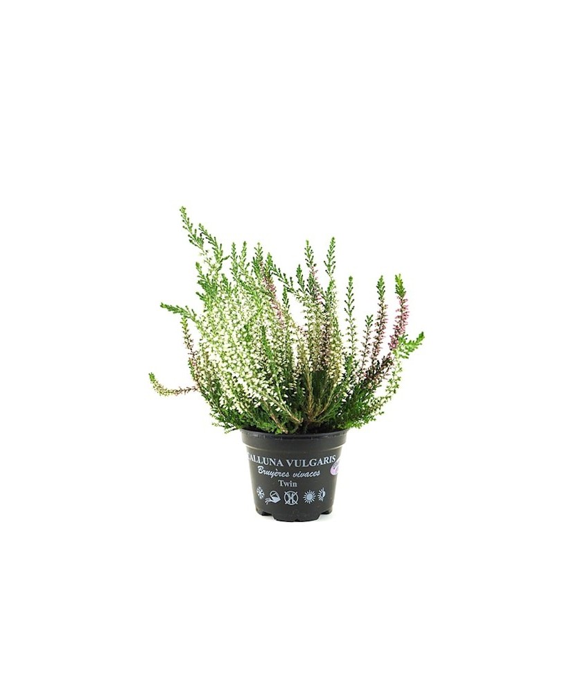 CALLUNA VULGARIS