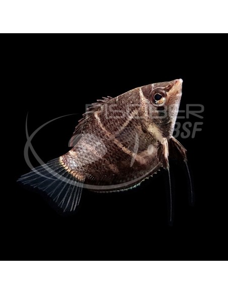 GOURAMI CHOCOLATE - SPHAERICHTHYS OSPHROMENOIDES