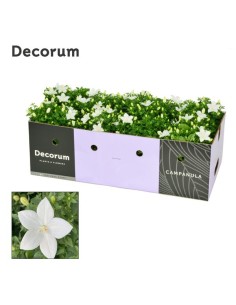 Campanula Port Porto M11 Planta Ornamental de Flores Violetas