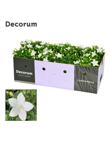 Campanula Port Porto M11 Planta Ornamental de Flores Violetas