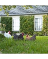 Figura Gallinas 25x16.8x21.3cm Decoración Rural para Hogar y Jardín