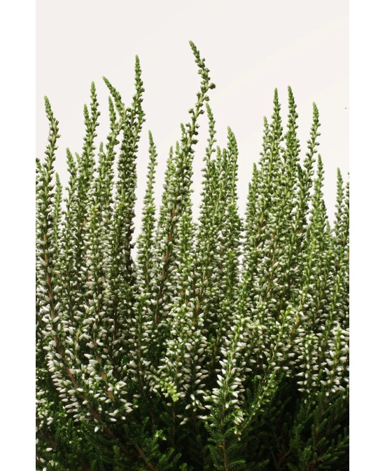 CALLUNA VULGARIS