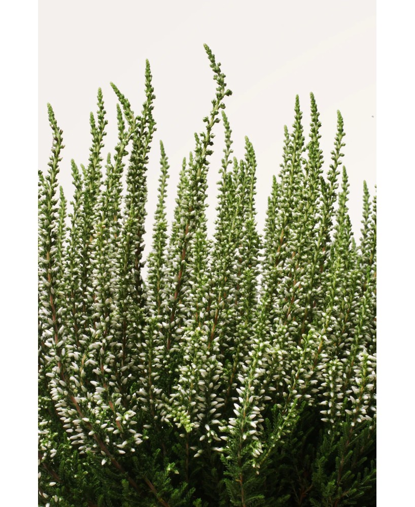 CALLUNA VULGARIS