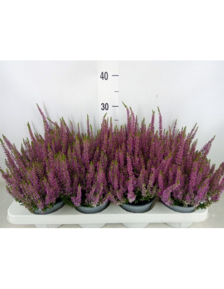CALLUNA