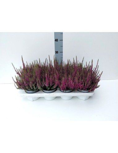 CALLUNA