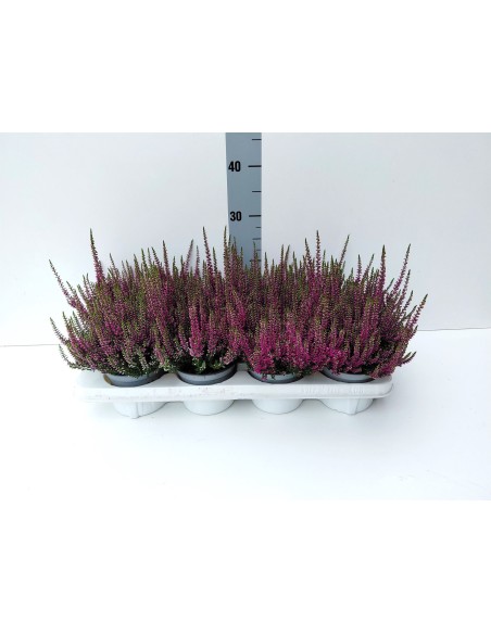 CALLUNA