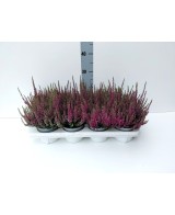 CALLUNA