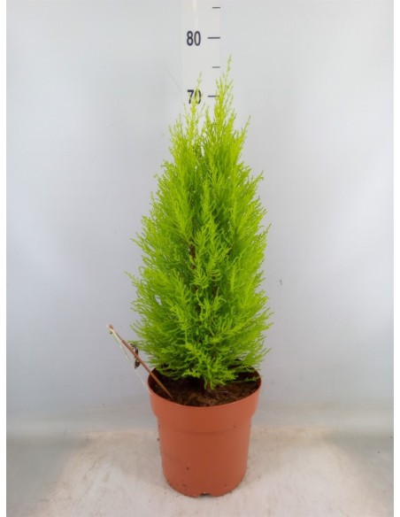 CUPRESSUS MACR GOLDCREST WILMA w M14