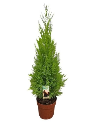 CUPRESSUS MACR GOLDCREST WILMA w M14