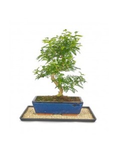 BANDEJA PLASTICO 40X29 CM 2