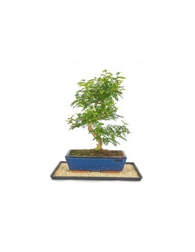 BANDEJA PLASTICO 40X29 CM