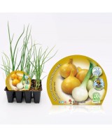 CEBOLLA BABOSA 12UD ALLIUM CEPA