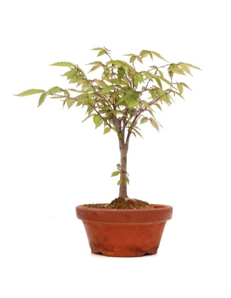 ZELKOVA SERRATA C25