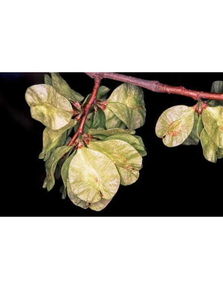 ULMUS PUMILA C25