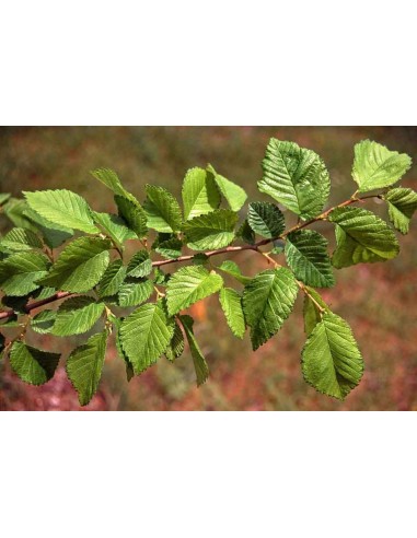 ULMUS MINOR C25
