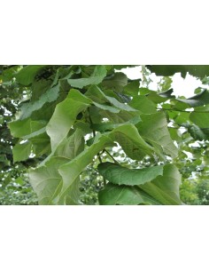 TILIA TOMENTOSA C25