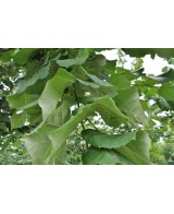 TILIA TOMENTOSA C25