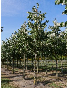 TILIA TOMENTOSA C25 2