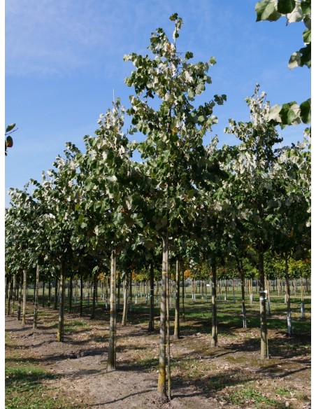 TILIA TOMENTOSA C25