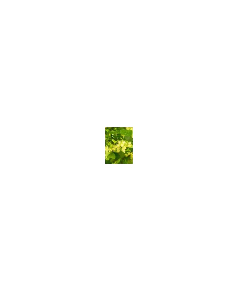 TILIA PLATIPHILLOS C25